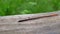 Earthworm in the Forest on a Tree Log. Long Worm Wriggles and Crawls.