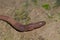 Earthworm on the ground in the city of Huesca.