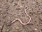 An earthworm on the ground. worms recycle plant waste into a rich soil improver. Worm for fishing Dendrobaena Veneta.