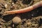 Earthworm, lombricus terrestris