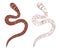 Earthworm or Lumbricina Vector Illustration