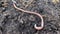 The earthworm moves through fertile soil. this is a burrowing annelid worm that lives in the soil