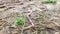 Earthworm moves towards camera on damp ground after rain