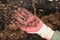 Earthworm on palm in protective glove