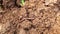 Earthworm on the soil.