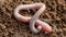 Earthworm in soil