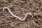 Earthworm in soil - closeup shot