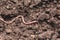 An earthworm on a soil. Earthworm and healthier soil