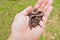 An earthworm on a soil in hands of man.