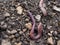 Earthworms