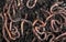 Earthworms in black soil, as background. Gardening concept
