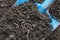 Earthworms on blue color shovel in agricultural field background, earthworms in dirt