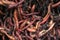 Earthworms in compost