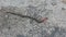 Earthworms on concrete ground.