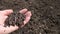 Earthworms in the farmer`s hand close-up. Live bait fishing.