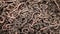 Earthworms in fertilized soil on a farm close-up.