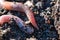 Earthworms in garden compost soil macro, segments texture
