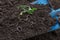 Earthworms and green pea sprout in the soil on blue color shovel in agricultural field background