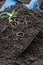 Earthworms and green pea sprout in soil on blue color shovel in agricultural field background, earthworms in dirt