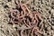 earthworms lie in a heap on the ground