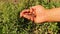 Earthworms, reddish-gray-colored common earthworm or nightcrawler on farmer hand