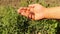 Earthworms, reddish-gray-colored common earthworm or nightcrawler on farmer hand