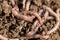 Earthworms on soil. macro