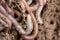 Earthworms on soil. macro