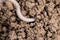 Earthworms on soil. macro