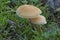 The Earthy Powdercap Cystoderma amianthinum is an edible mushroom