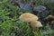 The Earthy Powdercap Cystoderma amianthinum is an edible mushroom