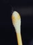 Earwax on a cotton swab, macro photo. Earwax, also known by the medical term cerumen, is a brown, orange, red, yellowish or gray