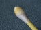 Earwax on a cotton swab, macro photo. Earwax, also known by the medical term cerumen, is a brown, orange, red, yellowish or gray