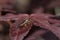 Earwig, bug, insect portrait