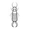 Earwig bug outline