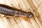 Earwig extreme close up