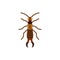 Earwig insect dermaptera single flat vector icon