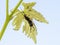 Earwig insect Forficula auricularia on a leaf