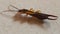 Earwig insect yellow and brown