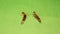 Earwigs | Female on the right, male on the lift. Insects on a green background