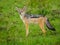 East African black-backed jackal Canis mesomelas schmidti posing in Serengeti Nationalpark