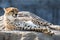 East African cheetah with its tongue out