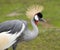 East African Crowned Crane