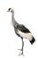 East African Crowned Crane