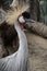 East African Crowned Crane, Bird with spiky hair