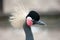 East African grey crowned crane Balearica regulorum gibbericeps portrait. National bird of Uganda in the family Gruidae, close up