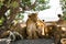 East African lion cubs and lionesses