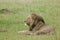 East African Lion (Panthera Leo Melanochaita) Stock Photo