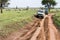 East African lioness and tourists in Safari cars