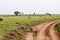 East African lionesses Panthera leo hunting in Serengeti